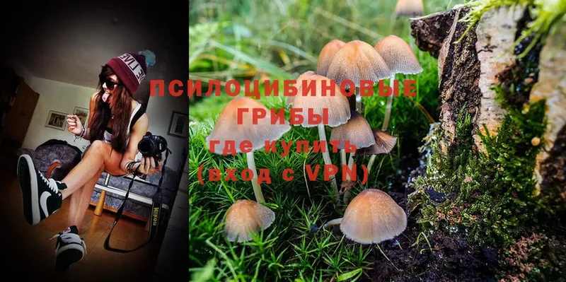 Псилоцибиновые грибы Psilocybine cubensis  даркнет сайт  Чистополь 